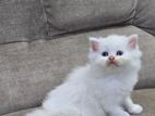 Persian Kitten