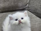 Persian Kitten