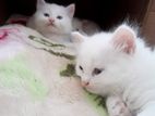 Persian kittens