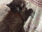 Persian Kitten