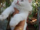 Persian Kitten