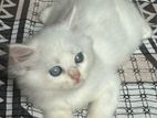 Persian Kitten