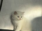 Persian Kitten