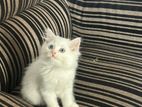 Persian kitten