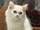 Persian Kitten