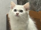 Persian kitten