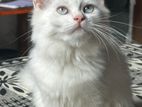Persian kitten