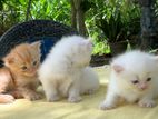 Persian Kittens