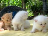 Persian Kittens