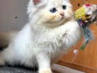 Persian Kitten