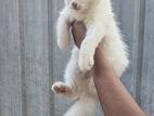 Persian Kitten