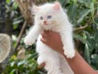 Persian Kitten