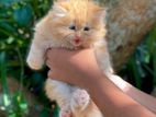 Persian Kitten