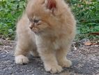 Persian Kittens