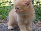 Persian Kitten