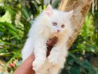 Persian Kitten