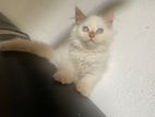 Persian Kitten