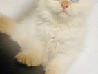 Persian Kitten