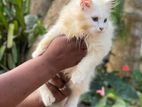 Persian Kitten