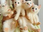 Persian Kitten