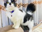 Persian Kitten