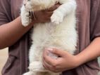 Persian Kittens