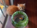 Persian Kitten