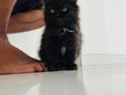 Persian Kitten