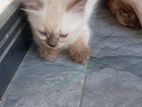 Persian Kitten