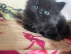 Persian kitten
