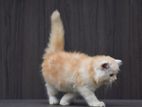 Persian Kitten