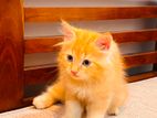 Persian Kitten