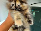 Persian Kitten