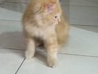 Persian kitten