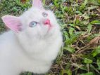 Persian Kitten