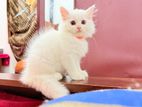 Persian kitten