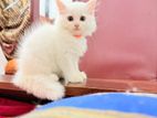 Persian Kitten