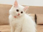 Persian Kitten