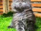 Persian Kitten