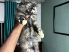 Persian Kitten