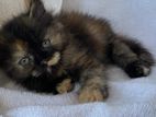 Persian Kitten