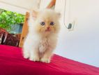 Persian Kitten