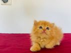 Persian Kittens
