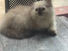 Persian Kittens