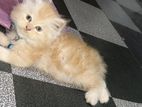 Persian Kitten