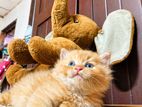 Persian Kitten Ginger