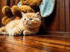 Persian Kitten
