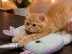 Persian Kitten Ginger