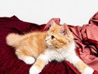 Persian Kitten