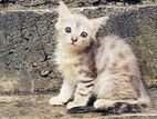 Persian Kitten